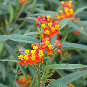 Plant Photo 5