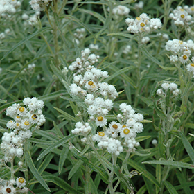 Plant Photo 9