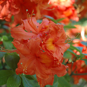 Plant Photo 6