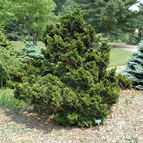 Plant Photo 3