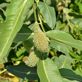 Plant Photo 9