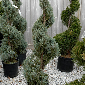 Plant Photo 2