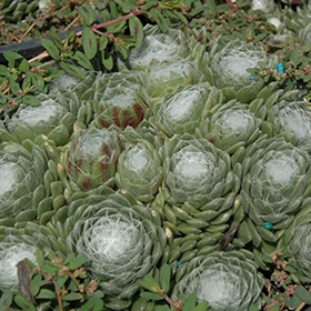 Succulent and Cactus Photo