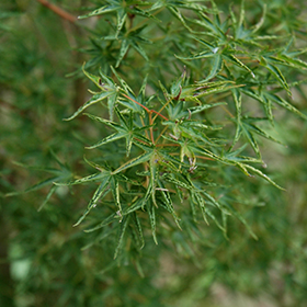 Plant Photo 9