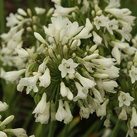 Plant Photo 2