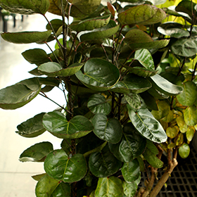 Plant Photo 9