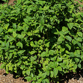 Plant Photo 6