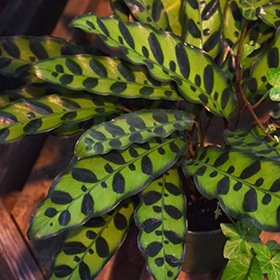 Houseplant Photo