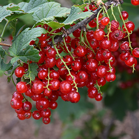 Edible Plant Photo