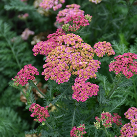 Plant Photo 7