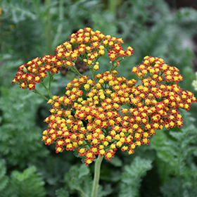 Plant Photo 6