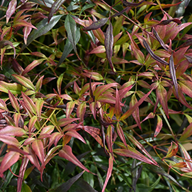 Plant Photo 8