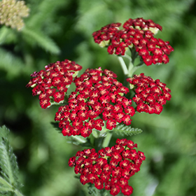 Plant Photo 5