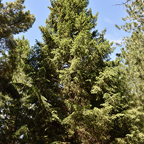 Plant Photo 6