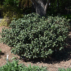 Plant Photo 3