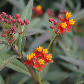 Plant Photo 4