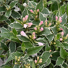 Plant Photo 2
