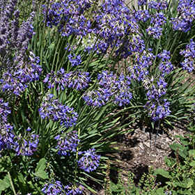Plant Photo 1