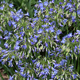 Plant Photo 3