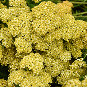Plant Photo 10