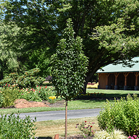 Plant Photo 8