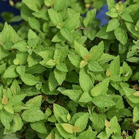 Plant Photo 1