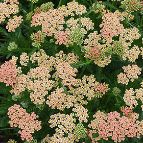 Plant Photo 4