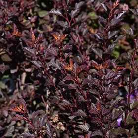 Plant Photo 1
